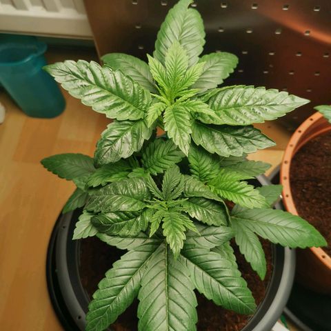 Unbekannte #2 & #3 growlog timeline photo