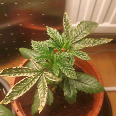 Unbekannte #2 & #3 growlog timeline photo