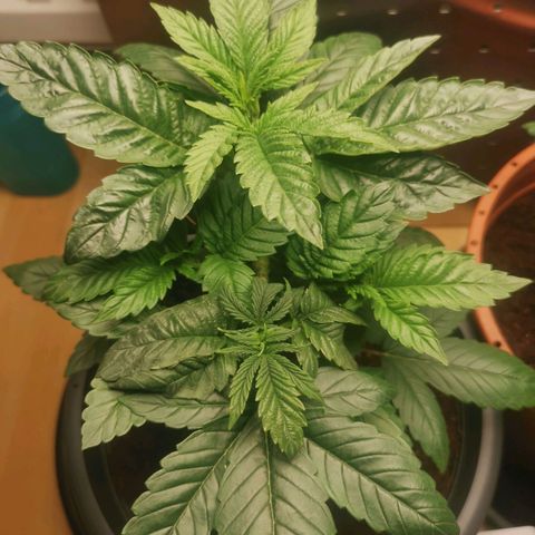 Unbekannte #2 & #3 growlog timeline photo