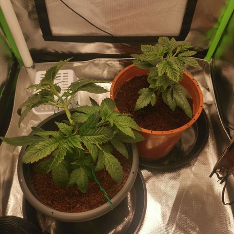 Unbekannte #2 & #3 growlog photo: Umzug ins Zelt - bisschen entblättert. 