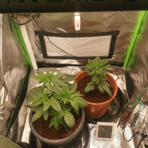 Unbekannte #2 & #3 growlog timeline photo
