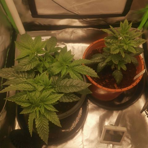 Unbekannte #2 & #3 growlog timeline photo