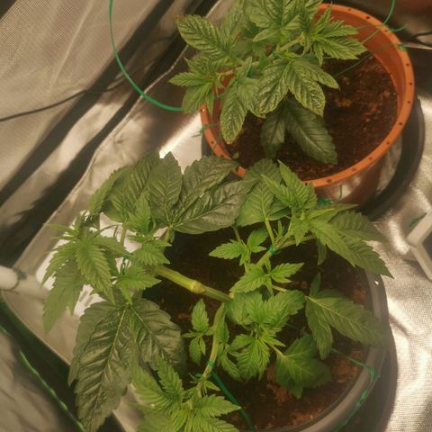 Unbekannte #2 & #3 growlog photo: Nochmal bisschen LST