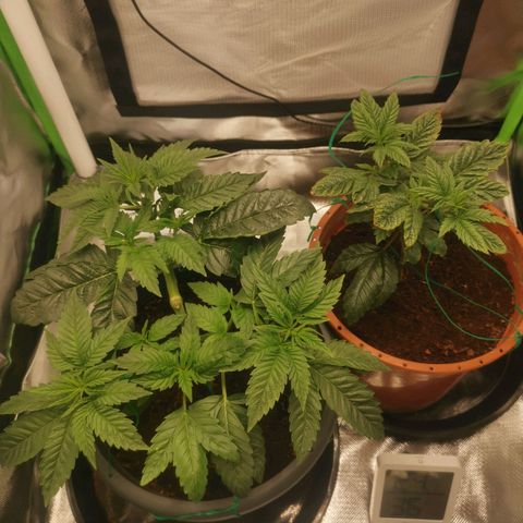 Unbekannte #2 & #3 growlog timeline photo