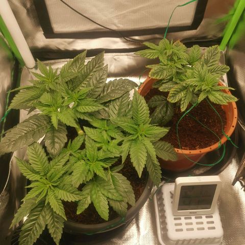 Unbekannte #2 & #3 growlog timeline photo