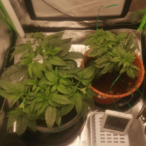 Unbekannte #2 & #3 growlog photo: 20uhr LST - mal gucken, wie die Damen sich bis morgen so anstellen. 