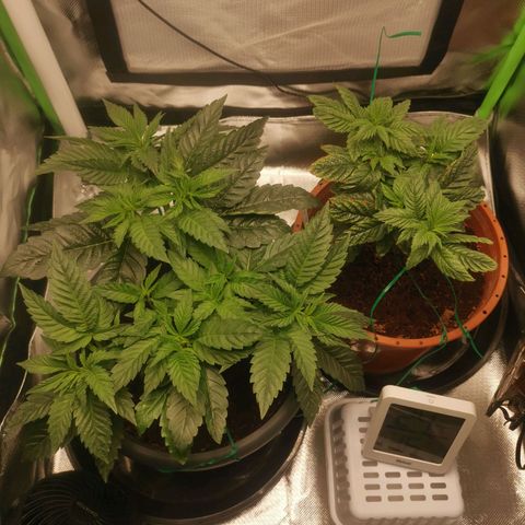Unbekannte #2 & #3 growlog timeline photo