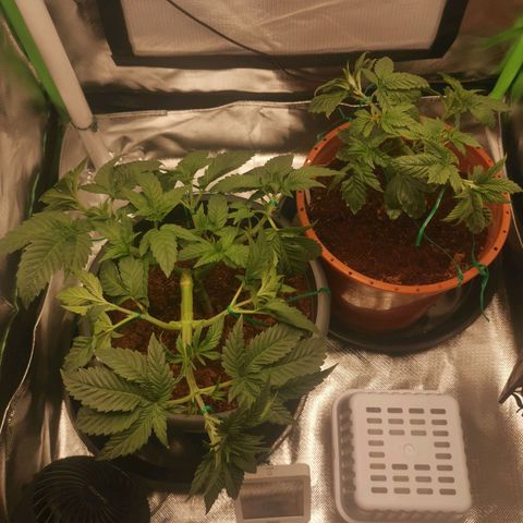 Unbekannte #2 & #3 growlog photo: &nochmal LST am Abend 😅 n bisschen blattmaterial wurde auch entfernt. 