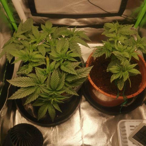 Unbekannte #2 & #3 growlog timeline photo