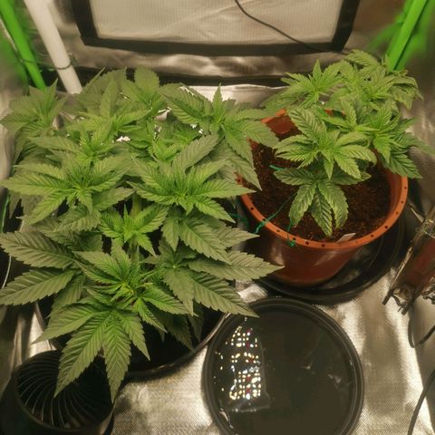 Unbekannte #2 & #3 growlog timeline photo
