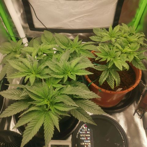 Unbekannte #2 & #3 growlog timeline photo