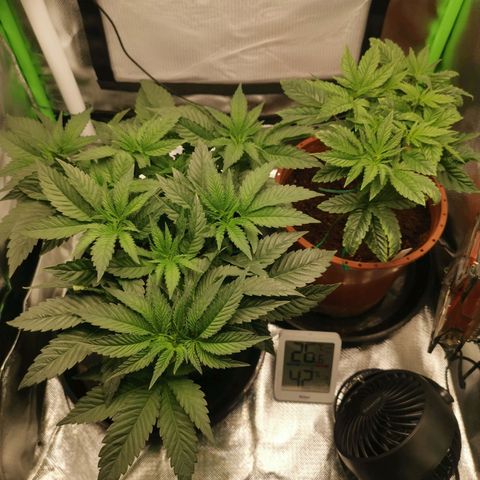 Unbekannte #2 & #3 growlog photo: Erster Tag mit 12/12 ❤️