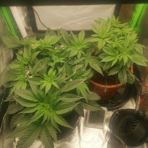 Unbekannte #2 & #3 growlog timeline photo