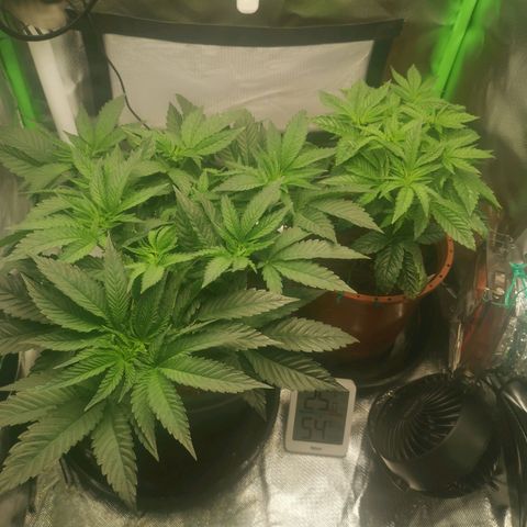 Unbekannte #2 & #3 growlog timeline photo