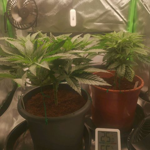 Unbekannte #2 & #3 growlog timeline photo