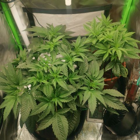 Unbekannte #2 & #3 growlog timeline photo
