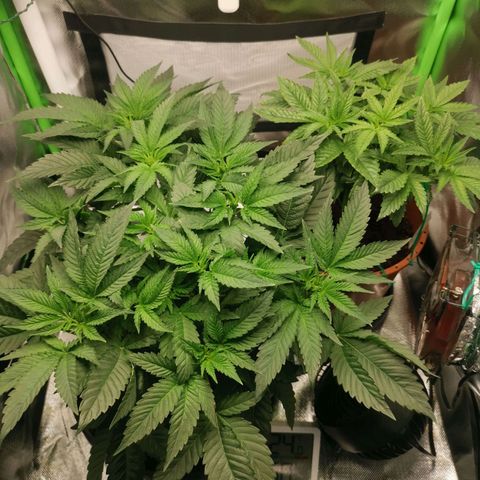 Unbekannte #2 & #3 growlog timeline photo