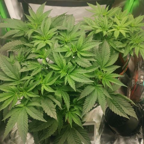 Unbekannte #2 & #3 growlog timeline photo