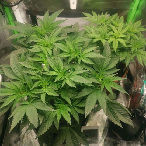 Unbekannte #2 & #3 growlog timeline photo