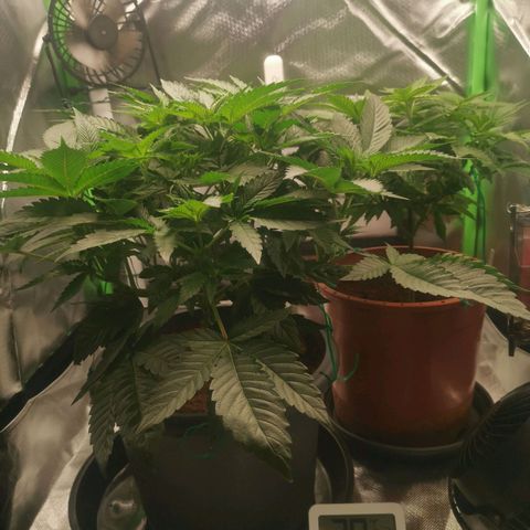 Unbekannte #2 & #3 growlog photo: Oha, ganz schön buschig geworden.. Die süße braucht mal nen ordentlichen Haarschnitt 😬
