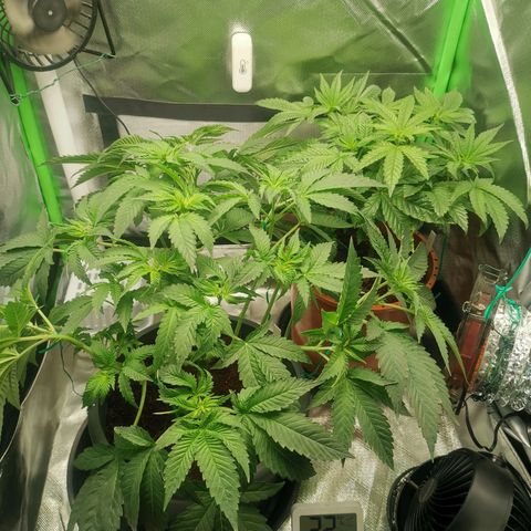 Unbekannte #2 & #3 growlog photo: Notfall Defoliation.. Die letzten Tage viel zu hohe Luftfeuchtigkeit im Zelt. Überall zwischen den blättern haben sich nasse Stellen gebildet & ich hab kein bock auf Probleme.. Also lieber zu früh nen leafstripp hinlegen & auf das beste hoffen. Wird schon 😅