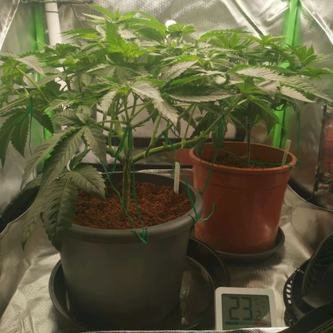 Unbekannte #2 & #3 growlog timeline photo