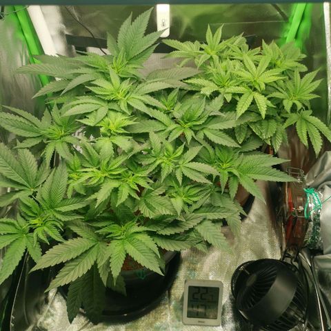 Unbekannte #2 & #3 growlog timeline photo