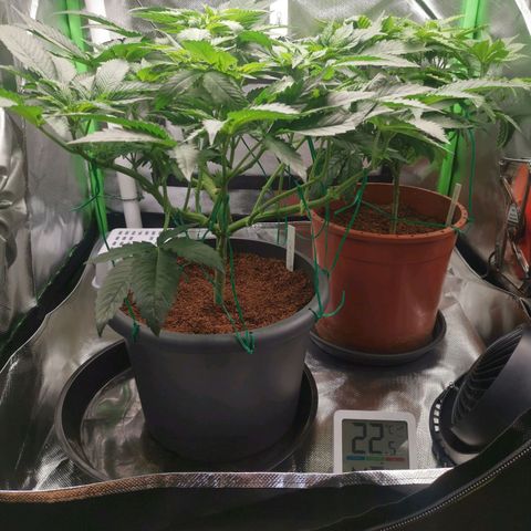 Unbekannte #2 & #3 growlog timeline photo