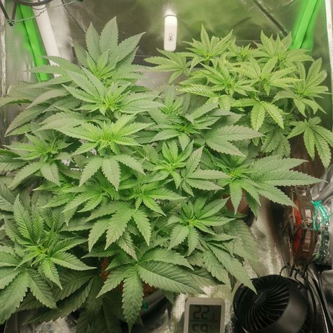 Unbekannte #2 & #3 growlog timeline photo