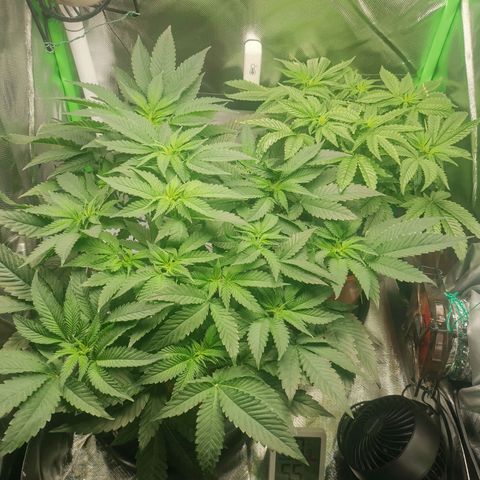 Unbekannte #2 & #3 growlog timeline photo