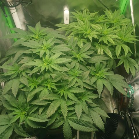Unbekannte #2 & #3 growlog timeline photo