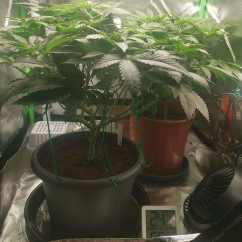Unbekannte #2 & #3 growlog timeline photo