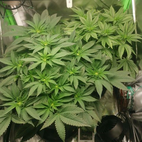 Unbekannte #2 & #3 growlog timeline photo