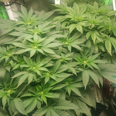 Unbekannte #2 & #3 growlog timeline photo
