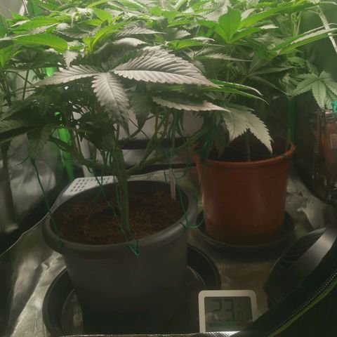 Unbekannte #2 & #3 growlog timeline photo