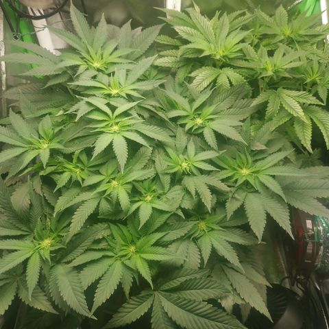 Unbekannte #2 & #3 growlog timeline photo