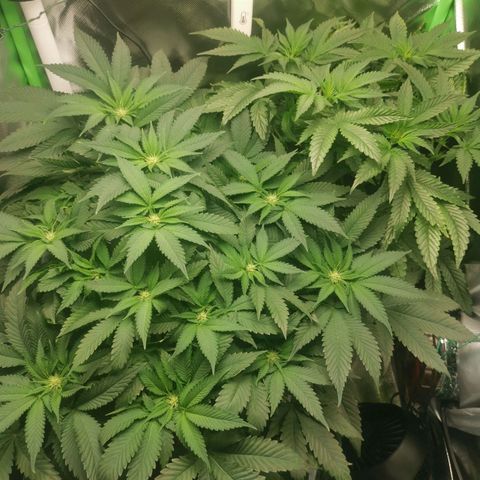 Unbekannte #2 & #3 growlog timeline photo