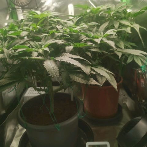 Unbekannte #2 & #3 growlog timeline photo
