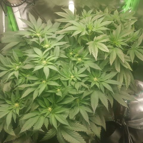 Unbekannte #2 & #3 growlog timeline photo