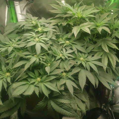 Unbekannte #2 & #3 growlog timeline photo