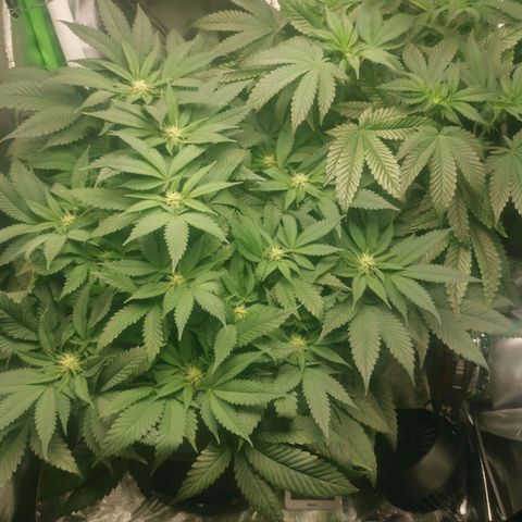 Unbekannte #2 & #3 growlog photo: Die süßen werden jetzt etwas ausgedünnt. Defoliation & lollipopping folgt. 