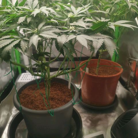 Unbekannte #2 & #3 growlog timeline photo