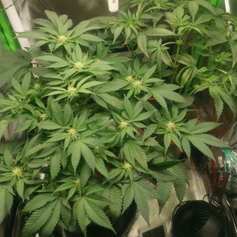 Unbekannte #2 & #3 growlog timeline photo