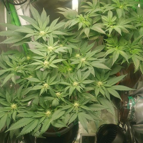Unbekannte #2 & #3 growlog timeline photo