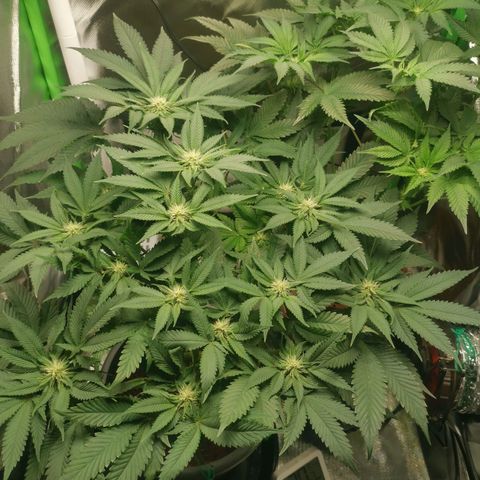 Unbekannte #2 & #3 growlog timeline photo