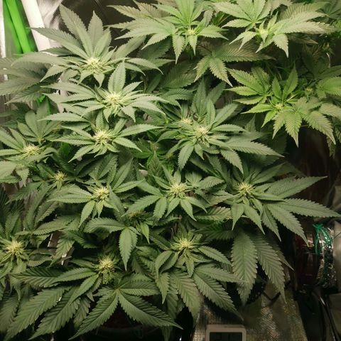 Unbekannte #2 & #3 growlog timeline photo