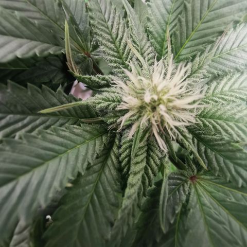 Unbekannte #2 & #3 growlog timeline photo