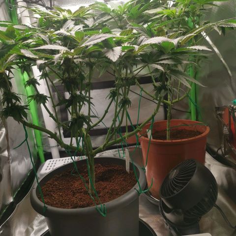 Unbekannte #2 & #3 growlog timeline photo