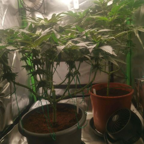 Unbekannte #2 & #3 growlog timeline photo