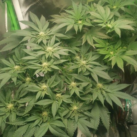 Unbekannte #2 & #3 growlog timeline photo